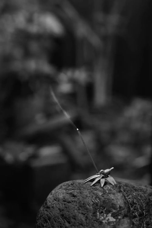 11.17 18 清課堂seikado 錫器的東方禮序之美 180周年世界巡回展